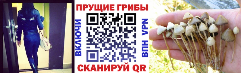 Купить Урень Псилоцибиновые грибы Psilocybe
